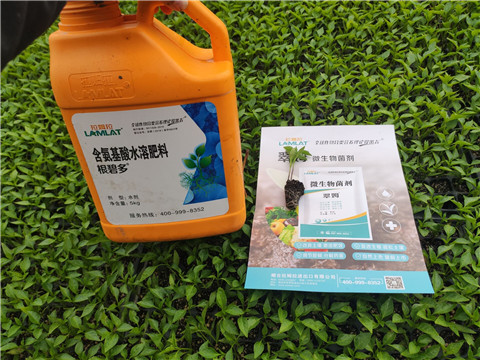 水溶肥，拉姆拉，翠姆