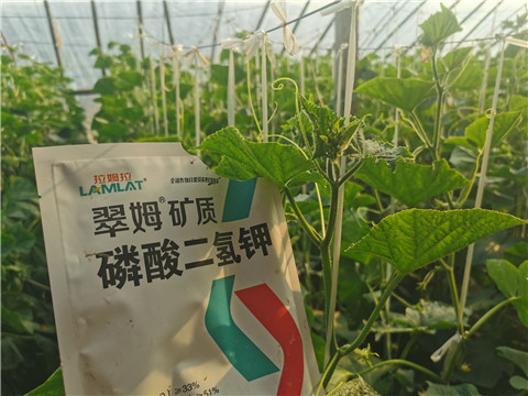 水溶肥，拉姆拉，翠姆
