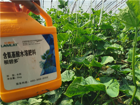水溶肥，拉姆拉，翠姆
