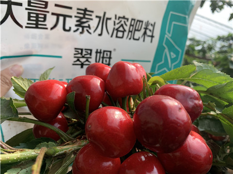 水溶肥，拉姆拉，翠姆