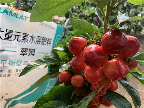 水溶肥，拉姆拉，翠姆