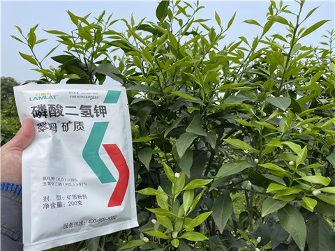 葉面肥，拉姆拉，翠姆