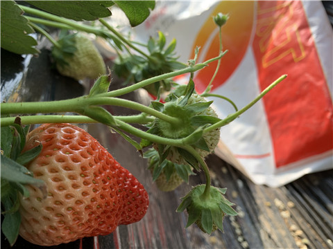 草莓施肥管理，拉姆拉，翠姆