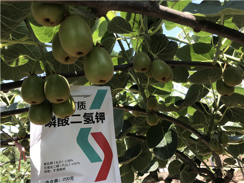 水溶肥，拉姆拉，翠姆