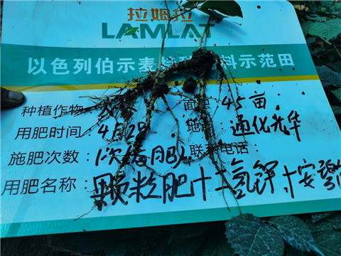 水溶肥，拉姆拉，翠姆
