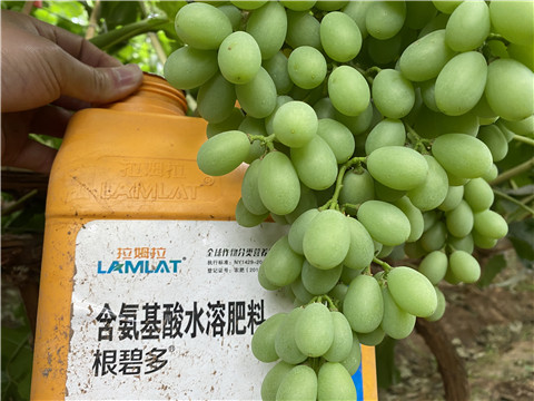 生根劑，翠姆，拉姆拉