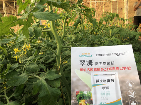 微生物菌劑，翠姆，拉姆拉