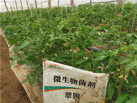 微生物菌劑，翠姆，拉姆拉