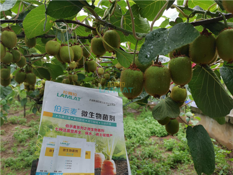 生根劑，翠姆，拉姆拉