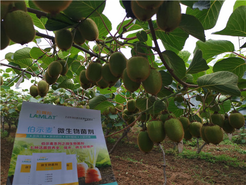 水溶肥，伯示麥，拉姆拉