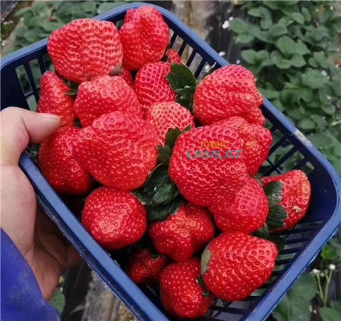 鈣肥，翠姆，拉姆拉