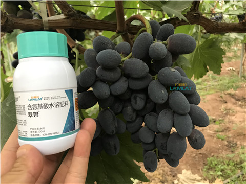 鈣肥，翠姆，拉姆拉