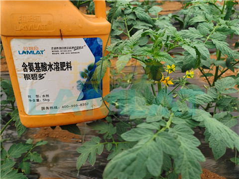 水溶肥，翠姆，拉姆拉