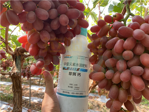 鈣肥，拉姆拉，翠姆