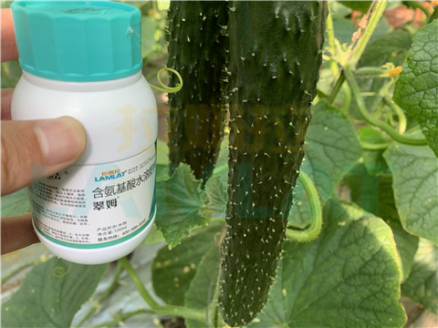 水溶肥，拉姆拉，翠姆