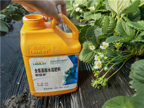 水溶肥，拉姆拉，翠姆