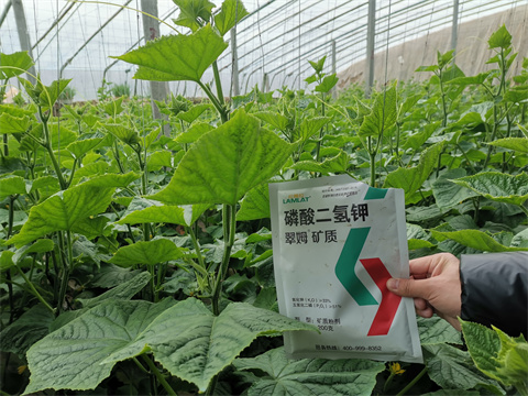 水溶肥，翠姆，拉姆拉