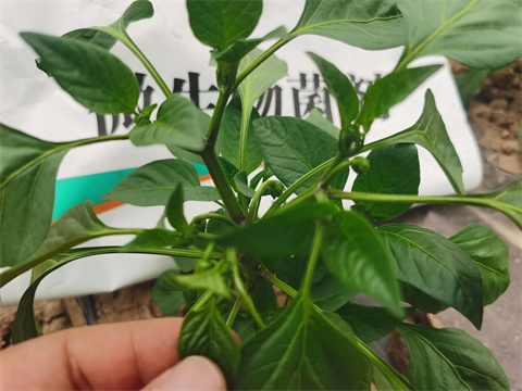 水溶肥，翠姆，拉姆拉