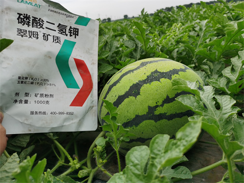 水溶肥，翠姆，拉姆拉