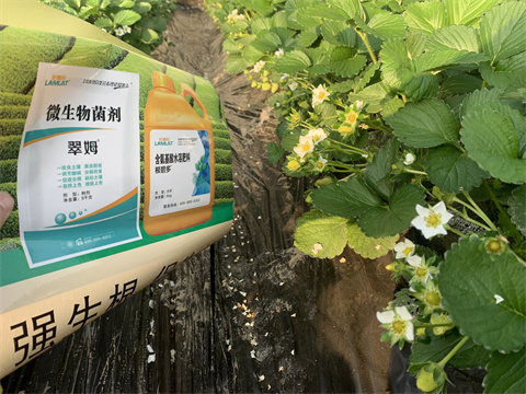 水溶肥價格，翠姆，草莓水溶肥