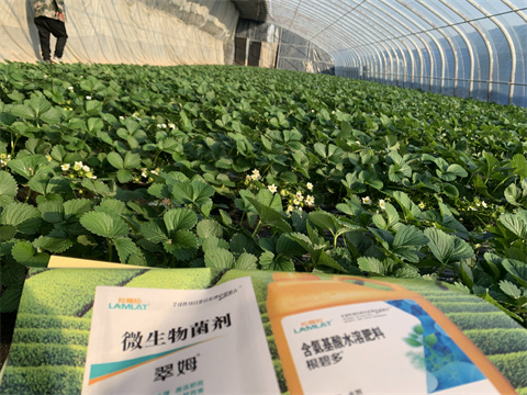 水溶肥價格，翠姆，草莓水溶肥