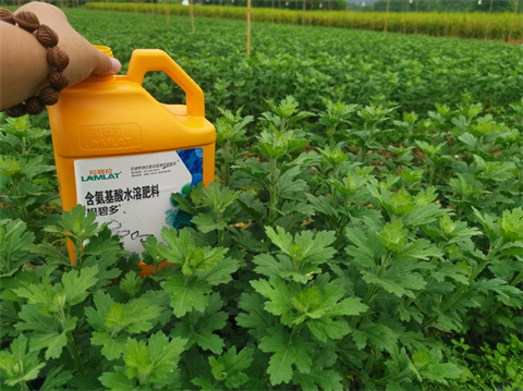 菊花種植,水溶肥廠家，翠姆