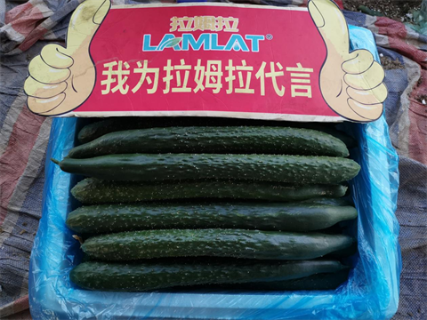 進(jìn)口水溶肥,黃瓜種植,拉姆拉滴灌級特種肥