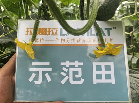 進(jìn)口水溶肥,黃瓜種植,拉姆拉滴灌級特種肥